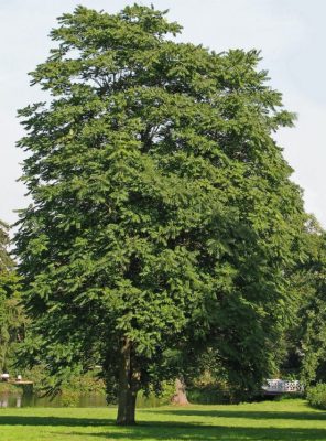 The invasive "Tree of Heaven". Brought to the US from China in the late 1700s.